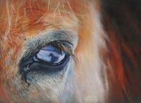 &quot; Eye of the Fjord&quot;. Panpastel, pastel pencils on pastelmat, 30x40cm. The eye of the Norwegian Fjord Horse. My own reference taken on a walking tour to the horse farm in winter.